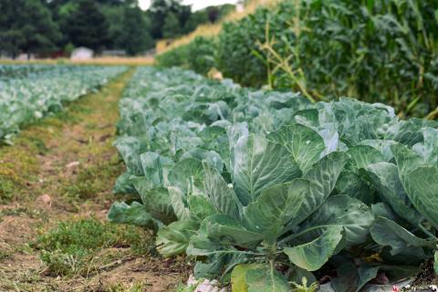 close shot of cabbage growing in rows