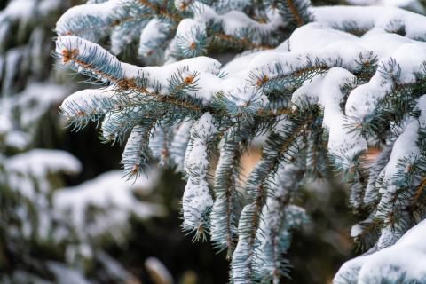 A closeup shot of snow on pine branches