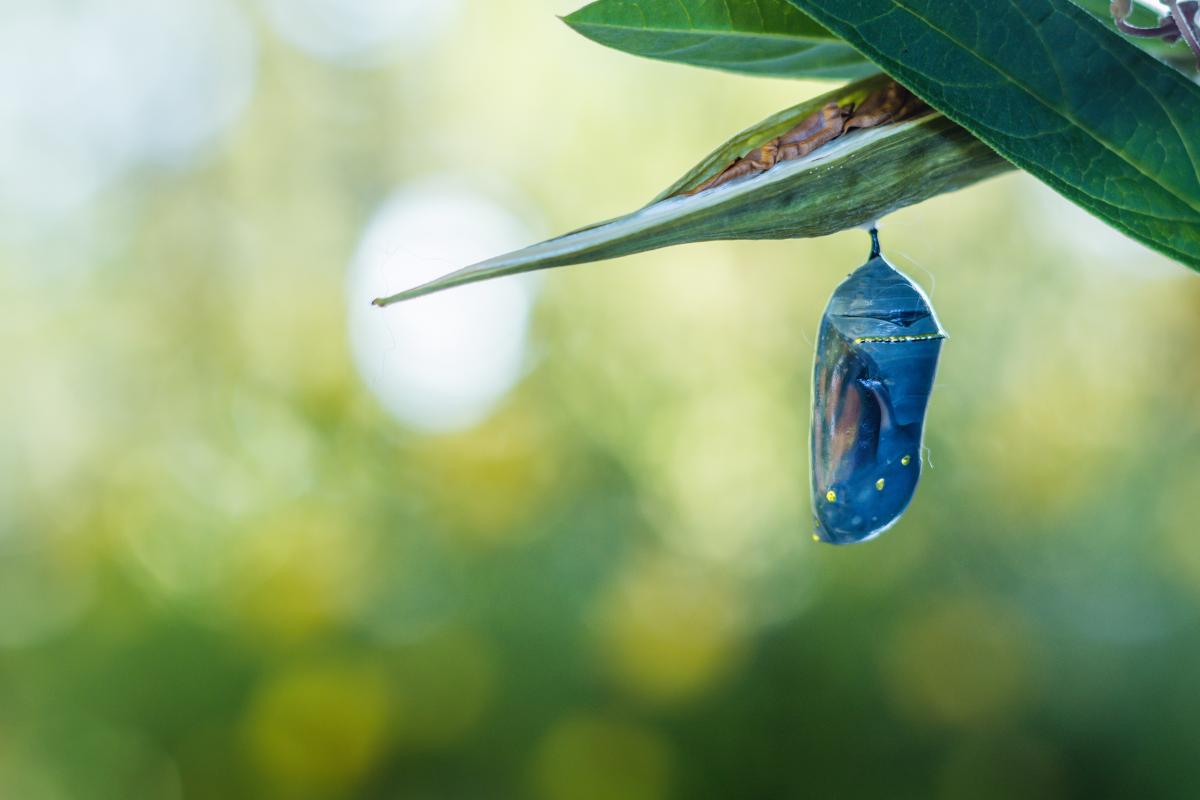 Close view of a chrysalis hanging from a small branch