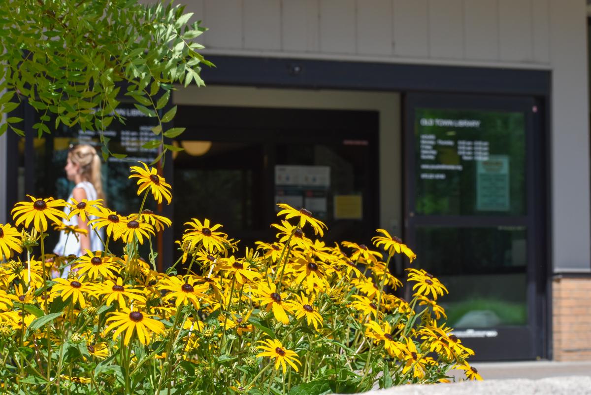Yellow cone flowers grow outside Old Town Library